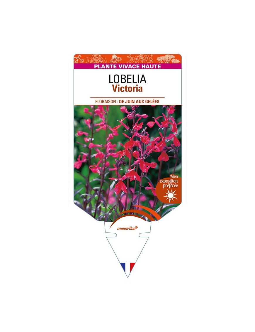 LOBELIA (fulgens x cardinalis) 'Victoria'