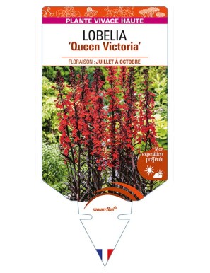 LOBELIA (fulgens) 'Queen Victoria'