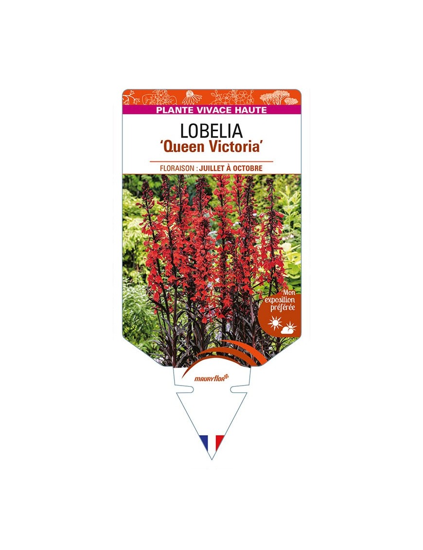 LOBELIA (fulgens) 'Queen Victoria'