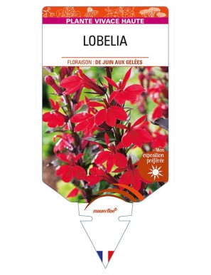LOBELIA (speciosa)