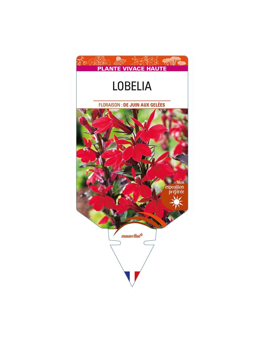 LOBELIA (speciosa)