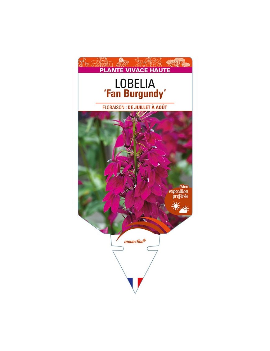 LOBELIA (speciosa) 'Fan Burgundy'