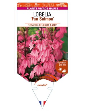 LOBELIA (speciosa) 'Fan Salmon'
