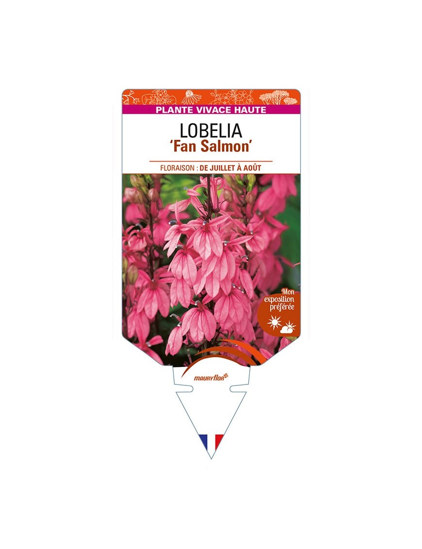 LOBELIA (speciosa) 'Fan Salmon'