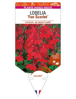 LOBELIA (speciosa) 'Fan Scarlet'