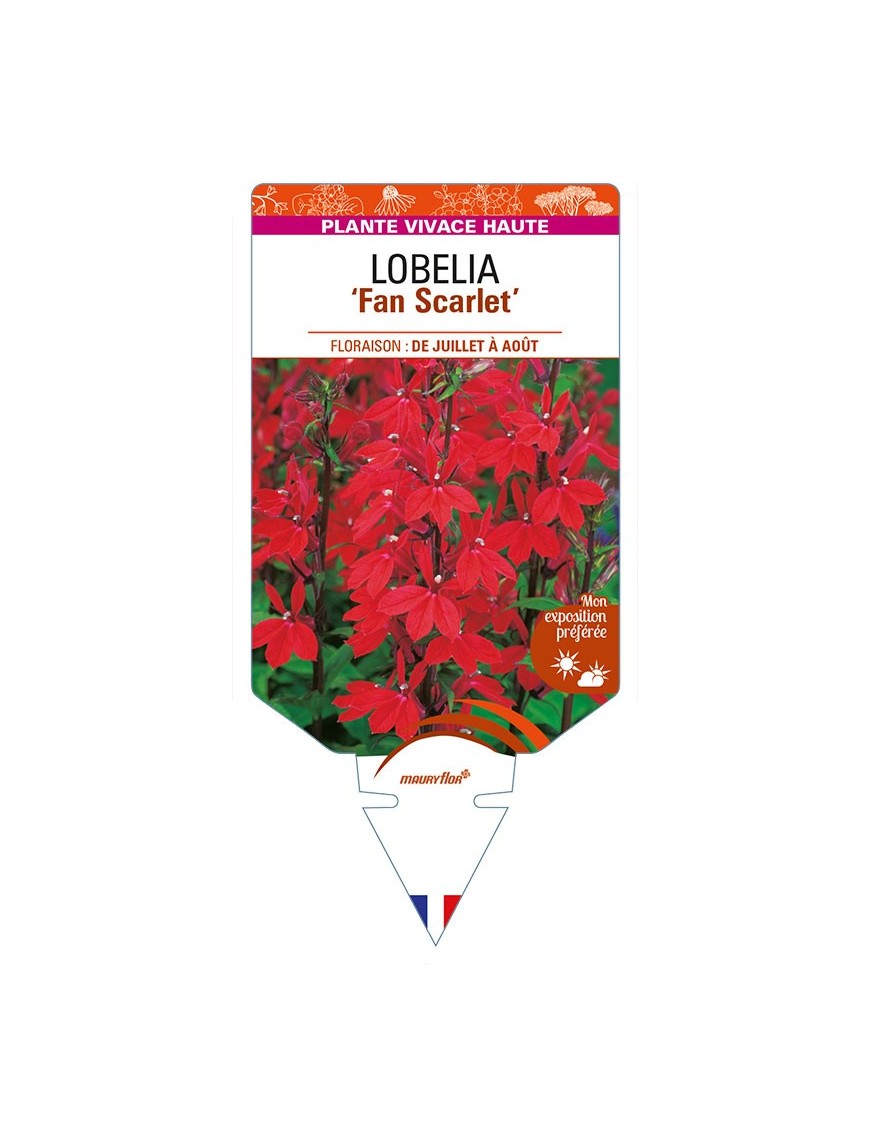 LOBELIA (speciosa) 'Fan Scarlet'