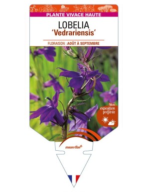 LOBELIA (x gerardii) 'Vedrariensis'