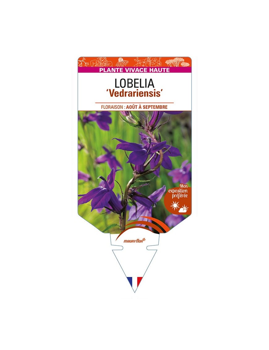 LOBELIA (x gerardii) 'Vedrariensis'