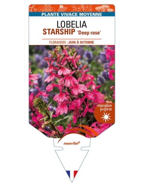 LOBELIA (x speciosa) STARSHIP 'Deep rose'