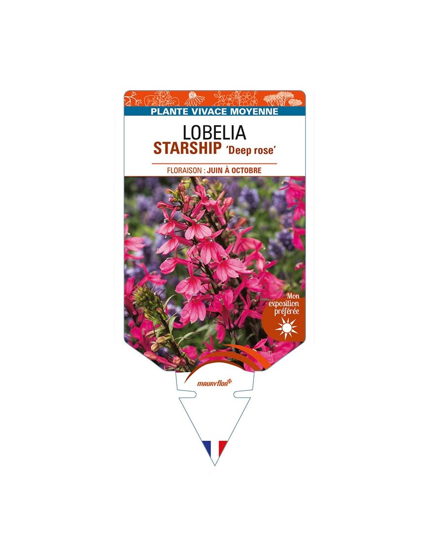 LOBELIA (x speciosa) STARSHIP 'Deep rose'