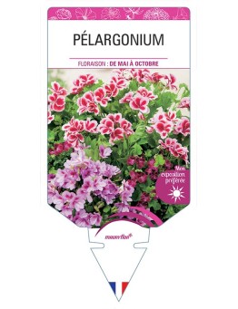PÉLARGONIUM