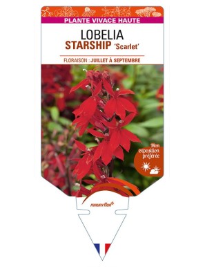 LOBELIA (x speciosa) STARSHIP 'Scarlet'