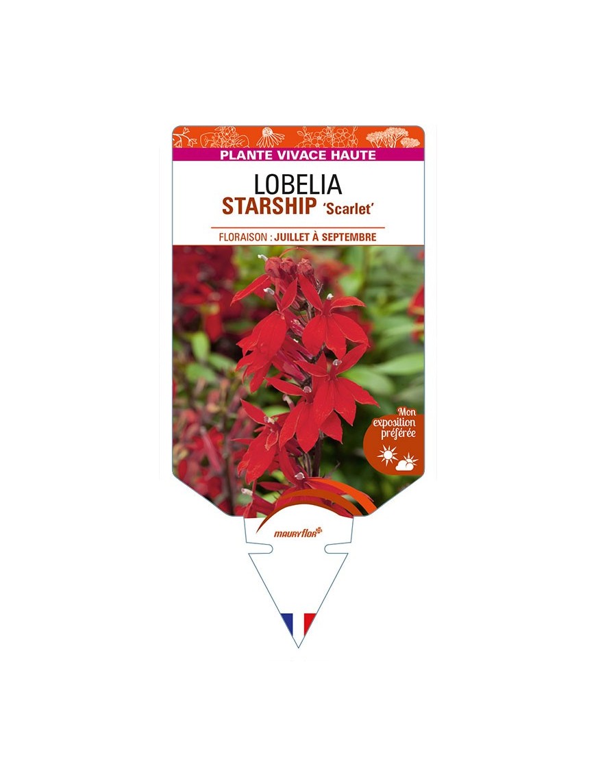 LOBELIA (x speciosa) STARSHIP 'Scarlet'