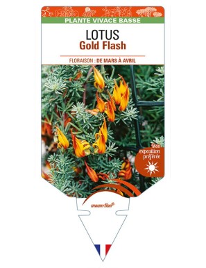 LOTUS Gold Flash