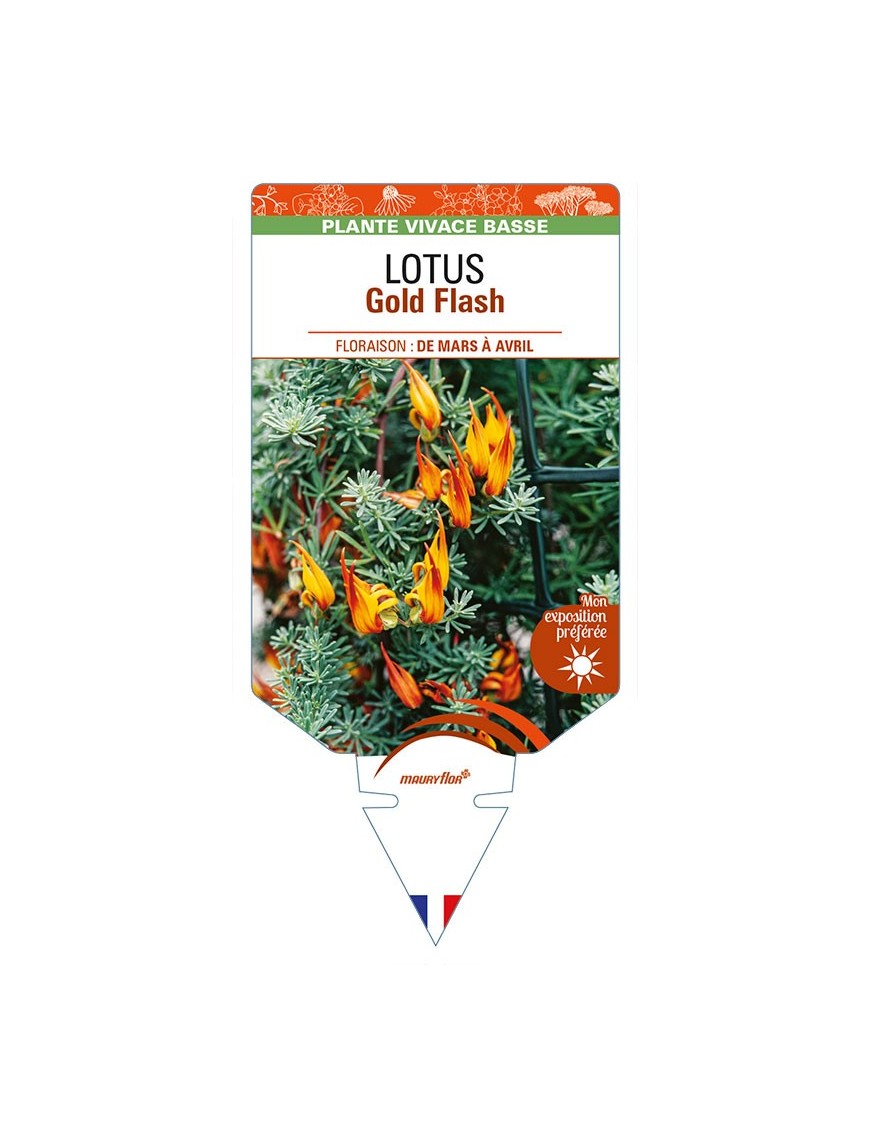 LOTUS Gold Flash