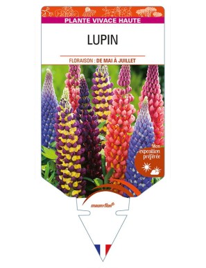 LUPINUS