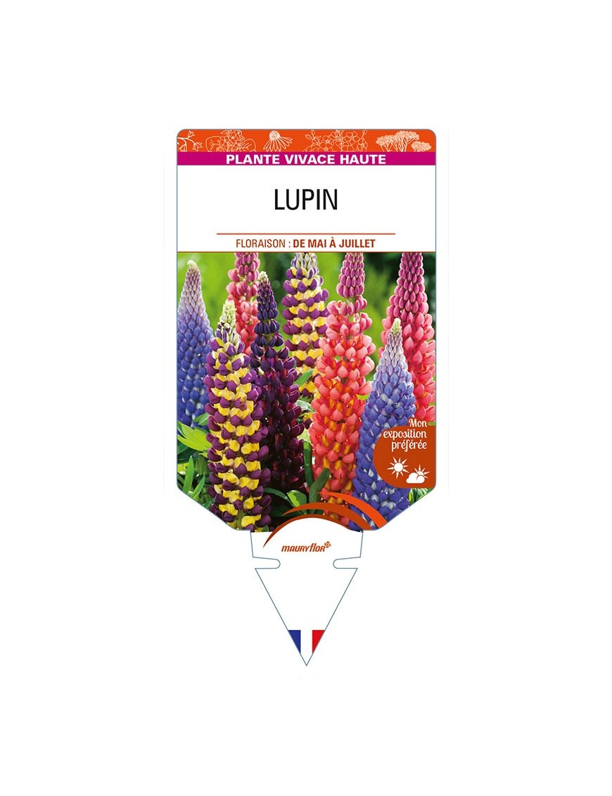 LUPINUS