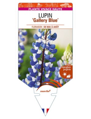 LUPINUS 'Gallery Blue'