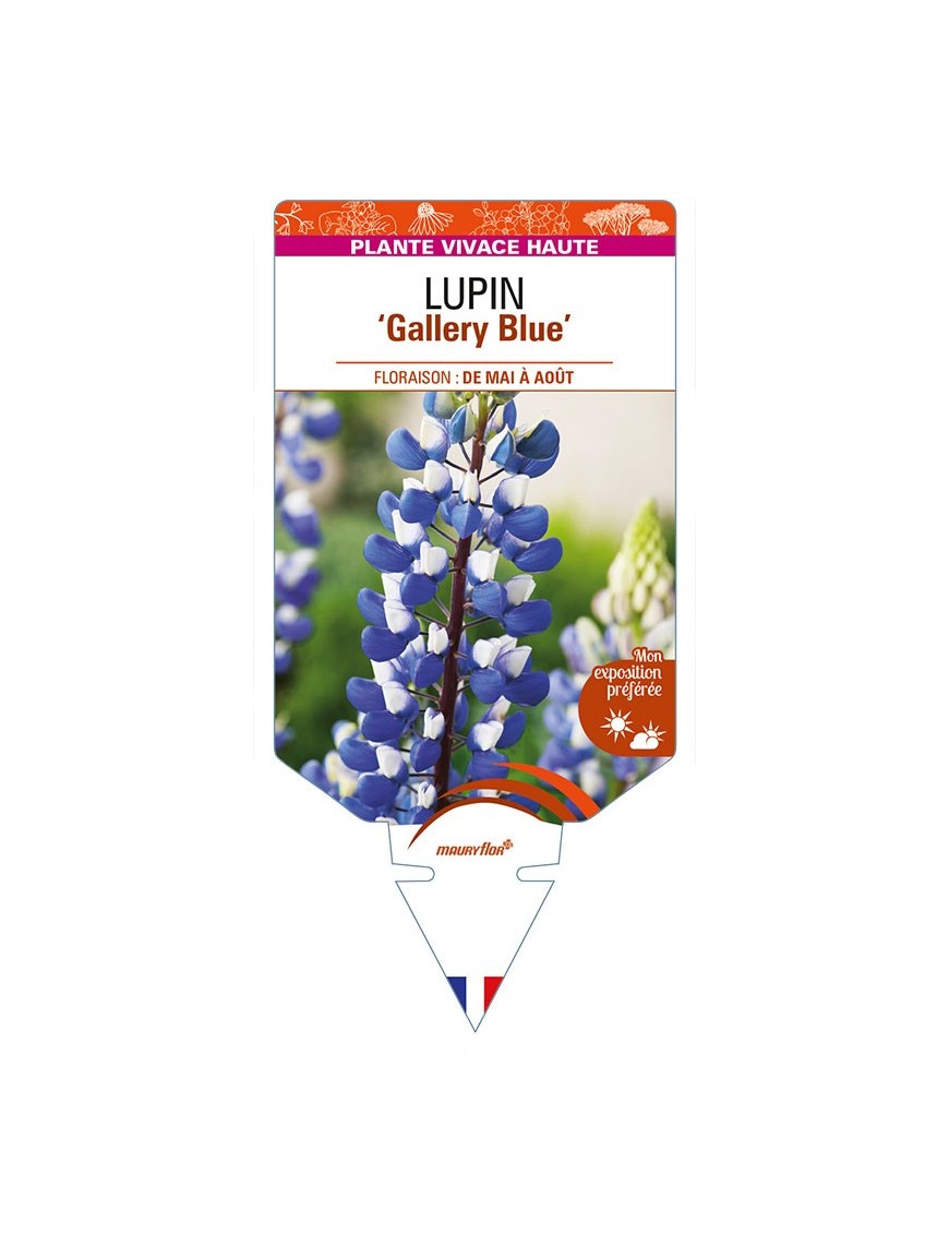 LUPINUS 'Gallery Blue'