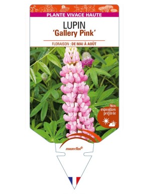 LUPINUS 'Gallery Pink'