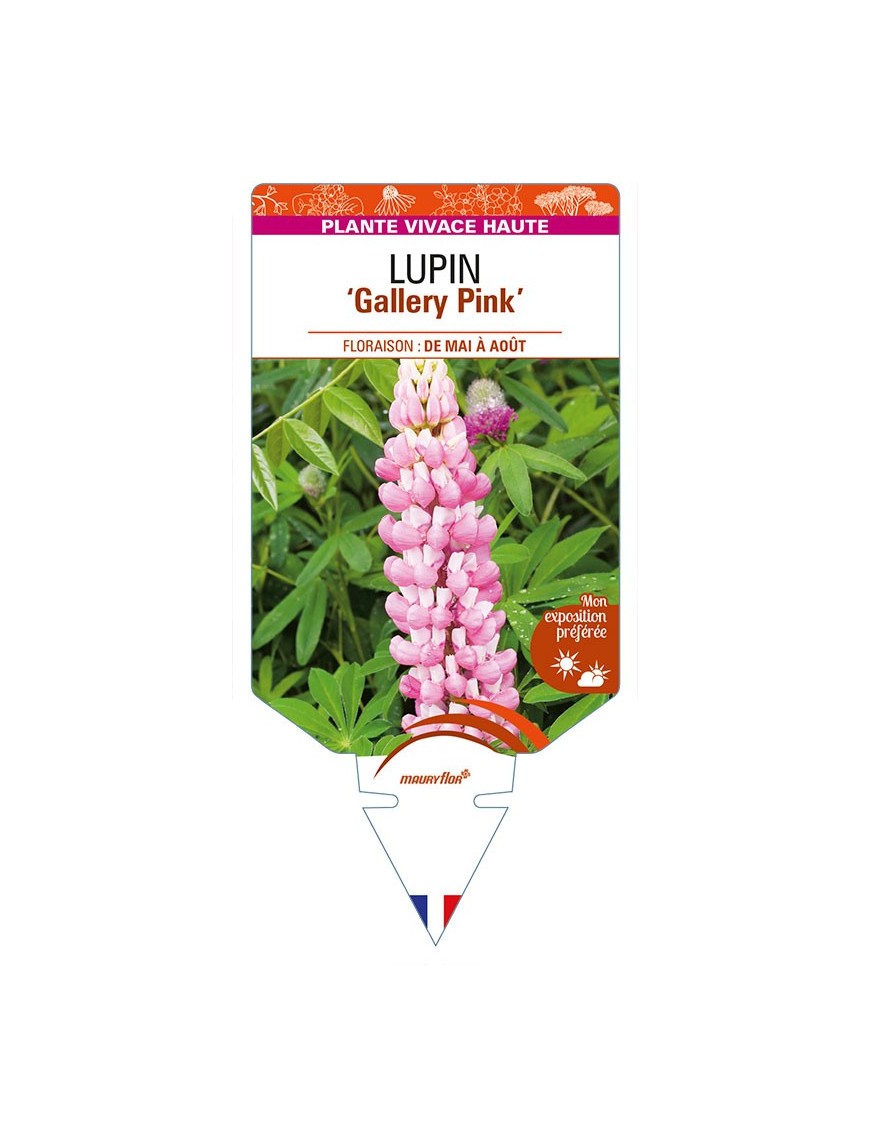 LUPINUS 'Gallery Pink'