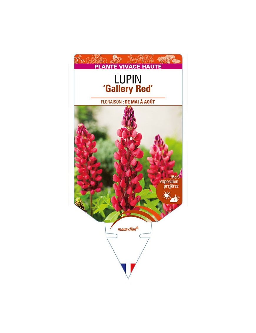 LUPINUS 'Gallery Red'