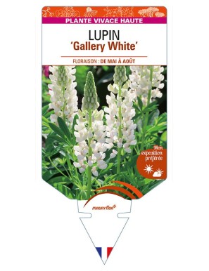 LUPINUS 'Gallery White'