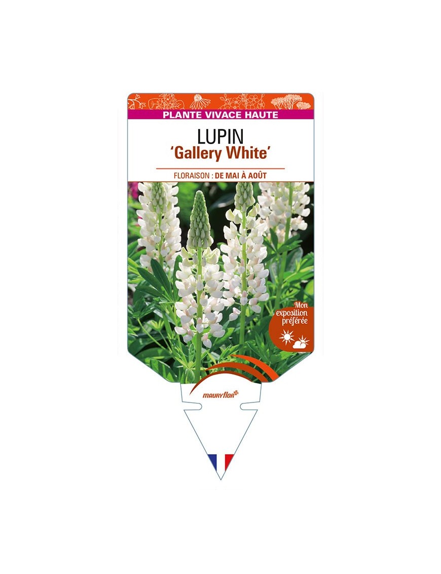 LUPINUS 'Gallery White'