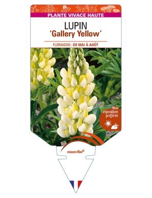 LUPINUS 'Gallery Yellow'