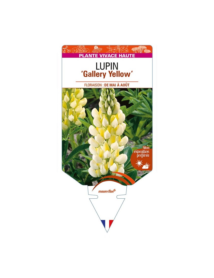 LUPINUS 'Gallery Yellow'