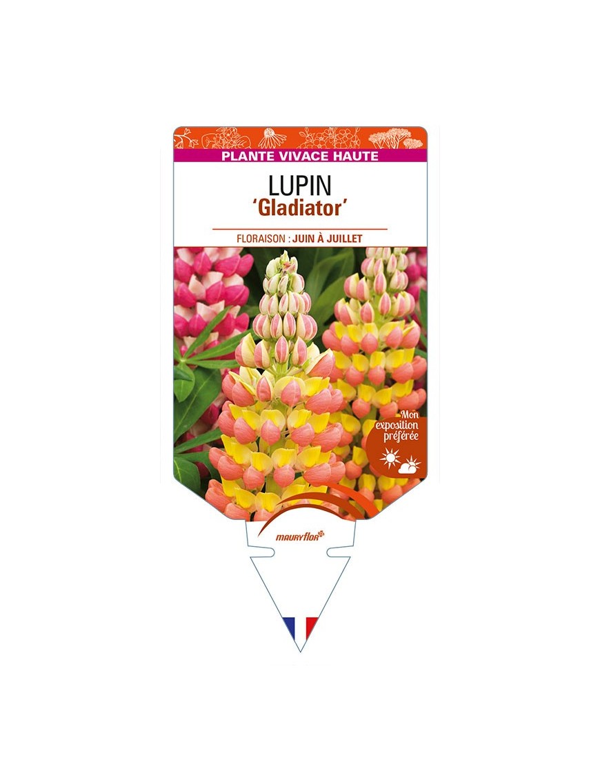 LUPINUS 'Gladiator'