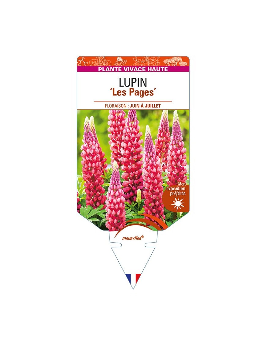 LUPINUS 'Les Pages'