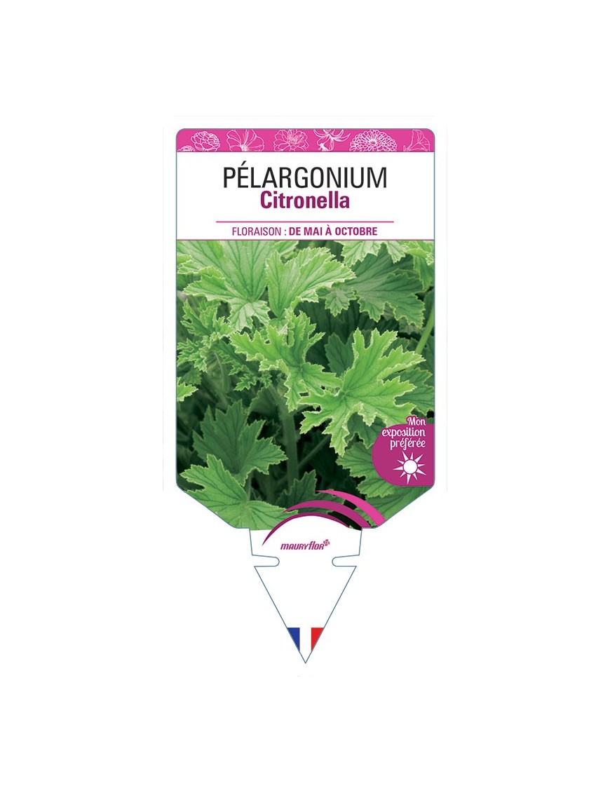 PÉLARGONIUM CITRONELLA
