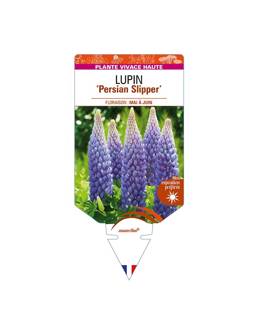 LUPINUS 'Persian Slipper'