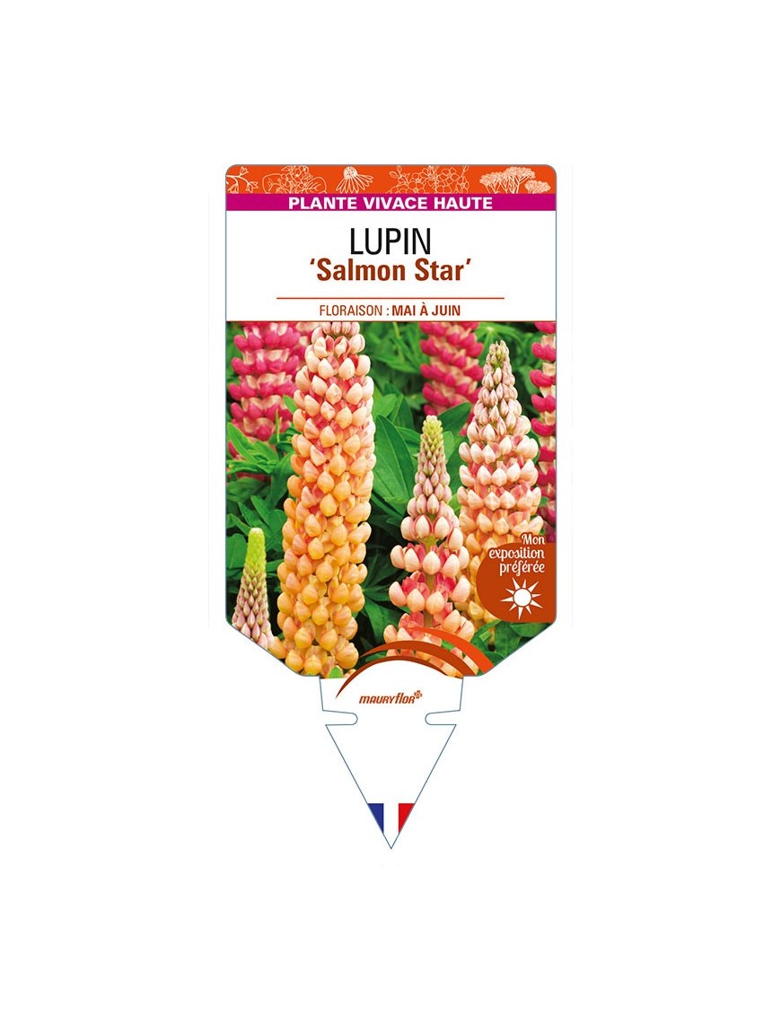 LUPINUS 'polyphyllus' 'Salmon Star'