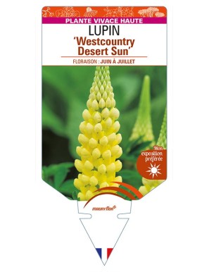 LUPINUS ‘Westcountry Desert Sun'