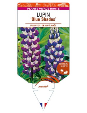 LUPINUS (polyphyllus) 'Blue Shades'