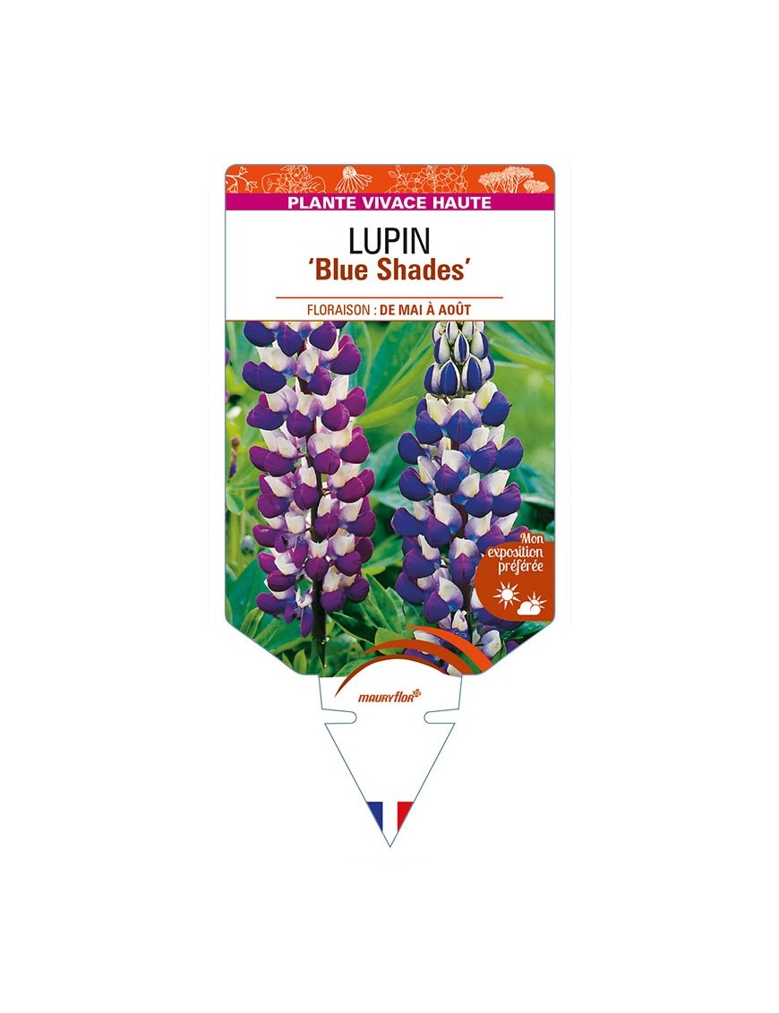 LUPINUS (polyphyllus) 'Blue Shades'