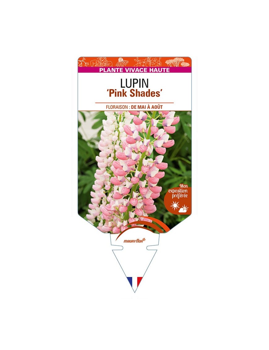 LUPINUS (polyphyllus) 'Pink Shades'