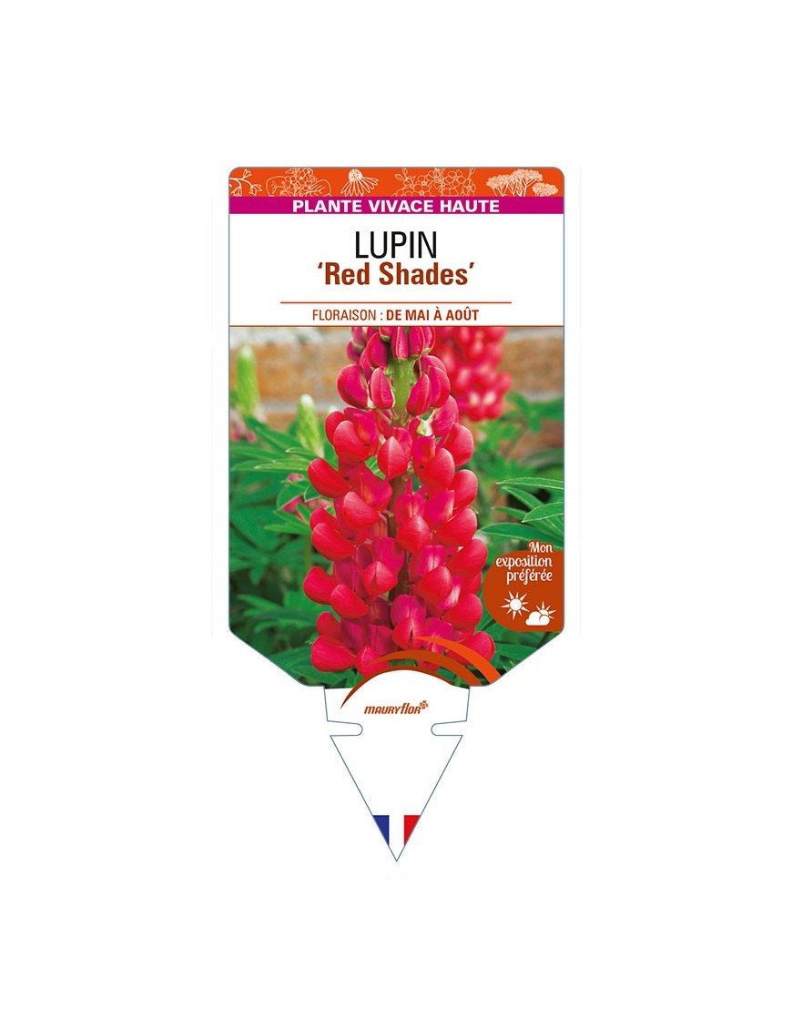 LUPINUS (polyphyllus) 'Red Shades'