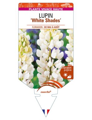 LUPINUS (polyphyllus) 'White Shades'