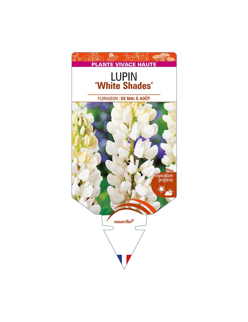 LUPINUS (polyphyllus) 'White Shades'