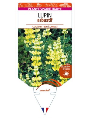LUPINUS arboreus voir LUPIN arbustif