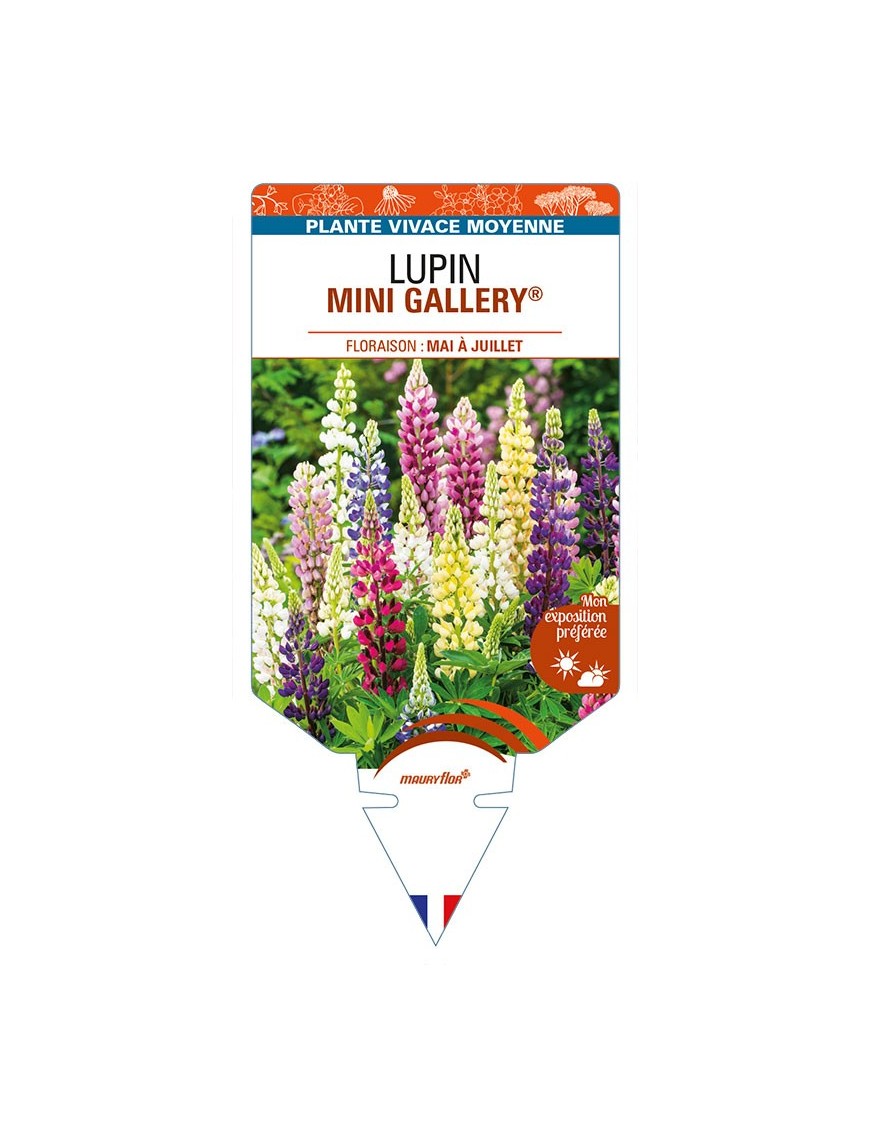 LUPINUS MINI GALLERY® (variés)