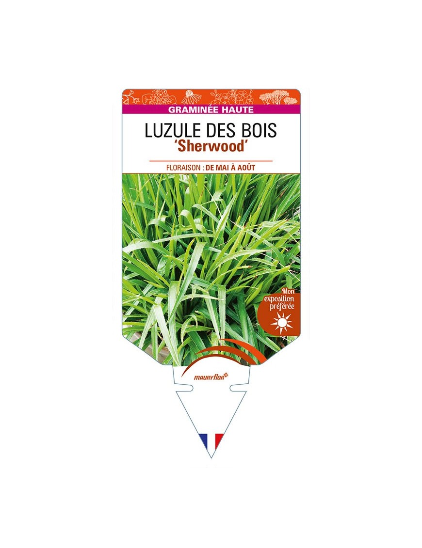 LUZULA sylvatica ‘Sherwood’ voir LUZULE DES BOIS