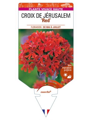 LYCHNIS chalcedonica Red voir CROIX DE JÉRUSALEM