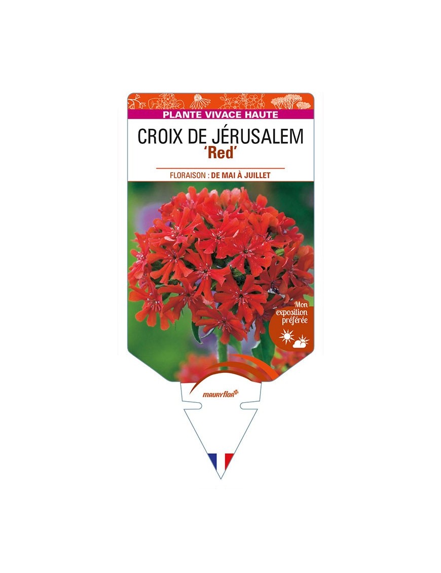 LYCHNIS chalcedonica Red voir CROIX DE JÉRUSALEM