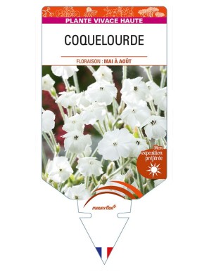 LYCHNIS coronaria (blanc) voir COQUELOURDE