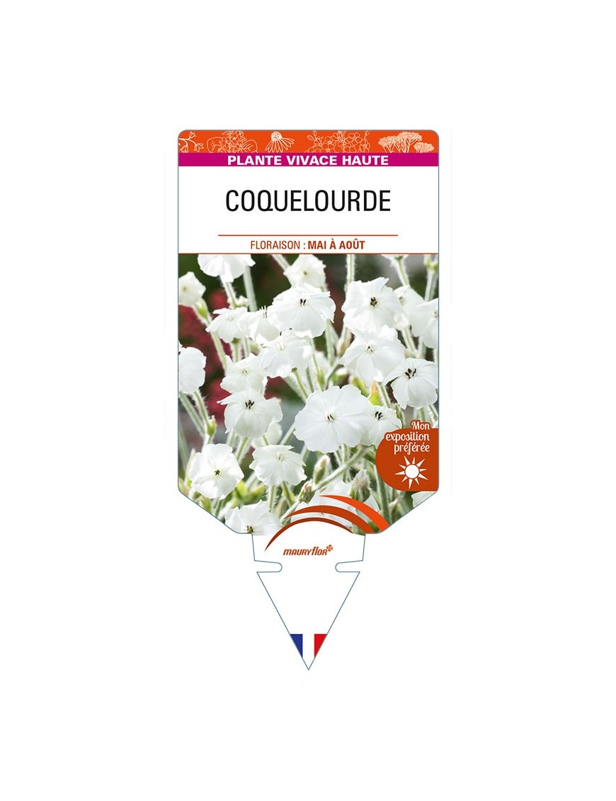 LYCHNIS coronaria (blanc) voir COQUELOURDE