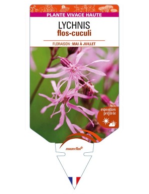LYCHNIS flos-cuculi